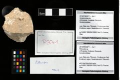 Foto (Objekt + Etikett) von Pithonoton sp.  (NHMW-GEO-2014-0194-0271)